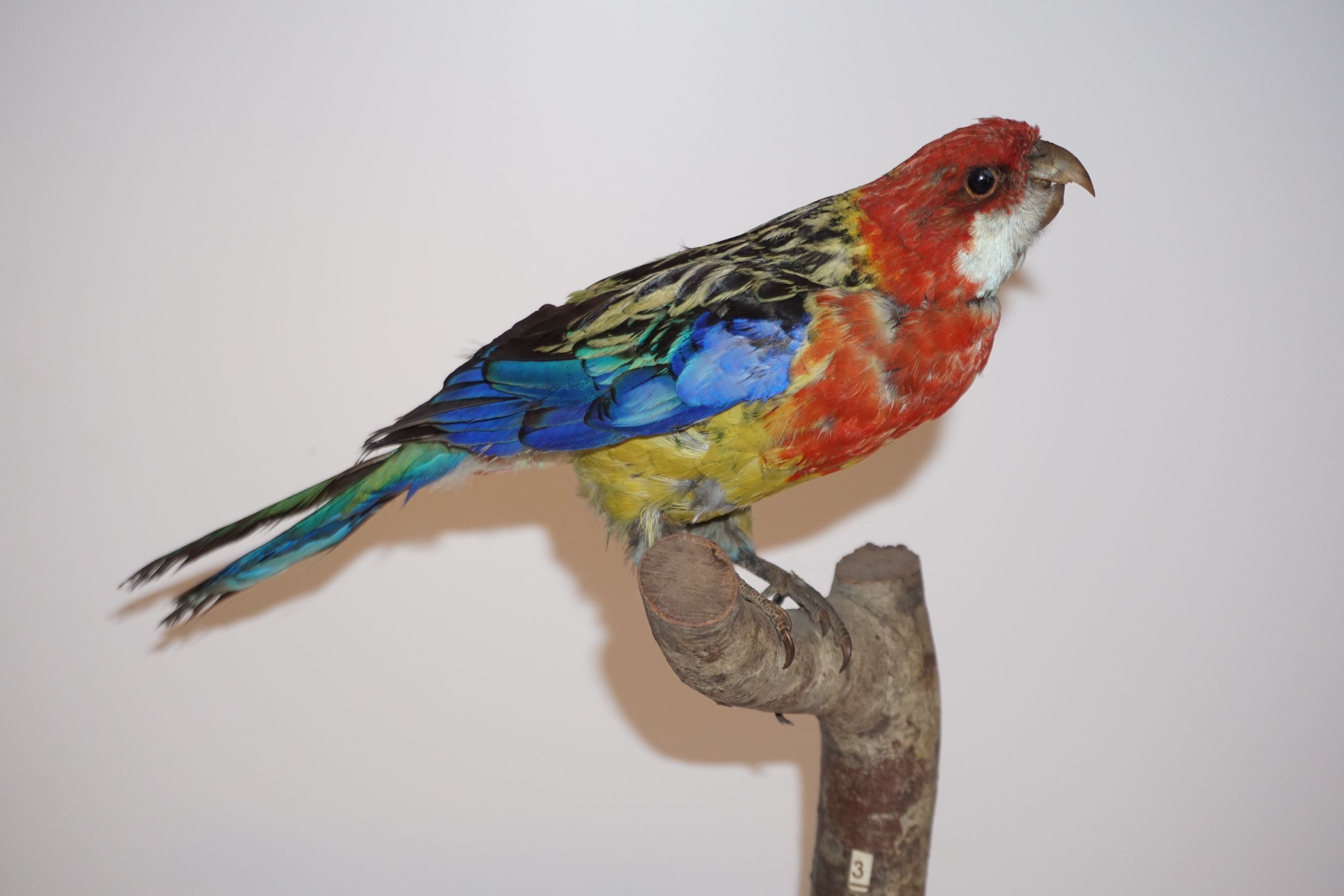 Papagal rosella