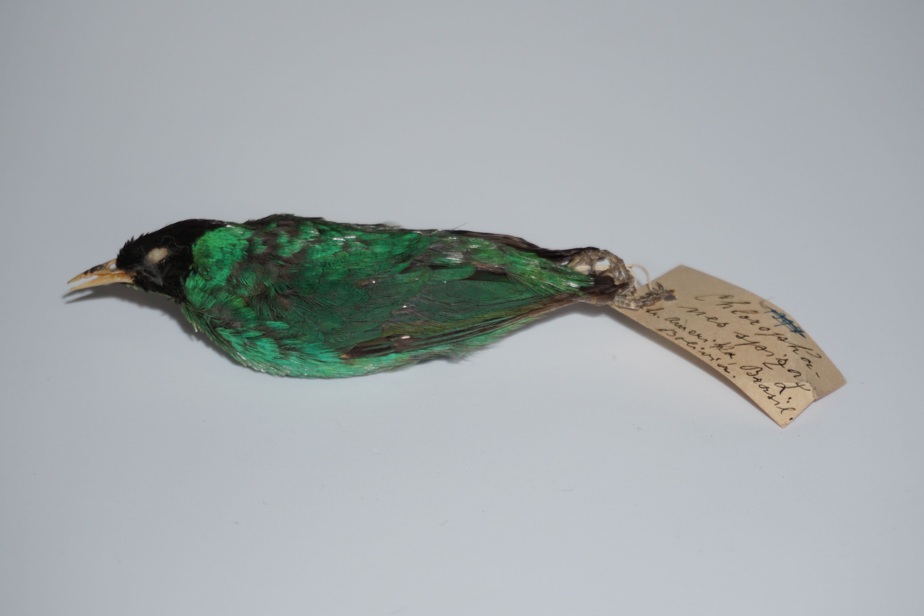 Tangara verde