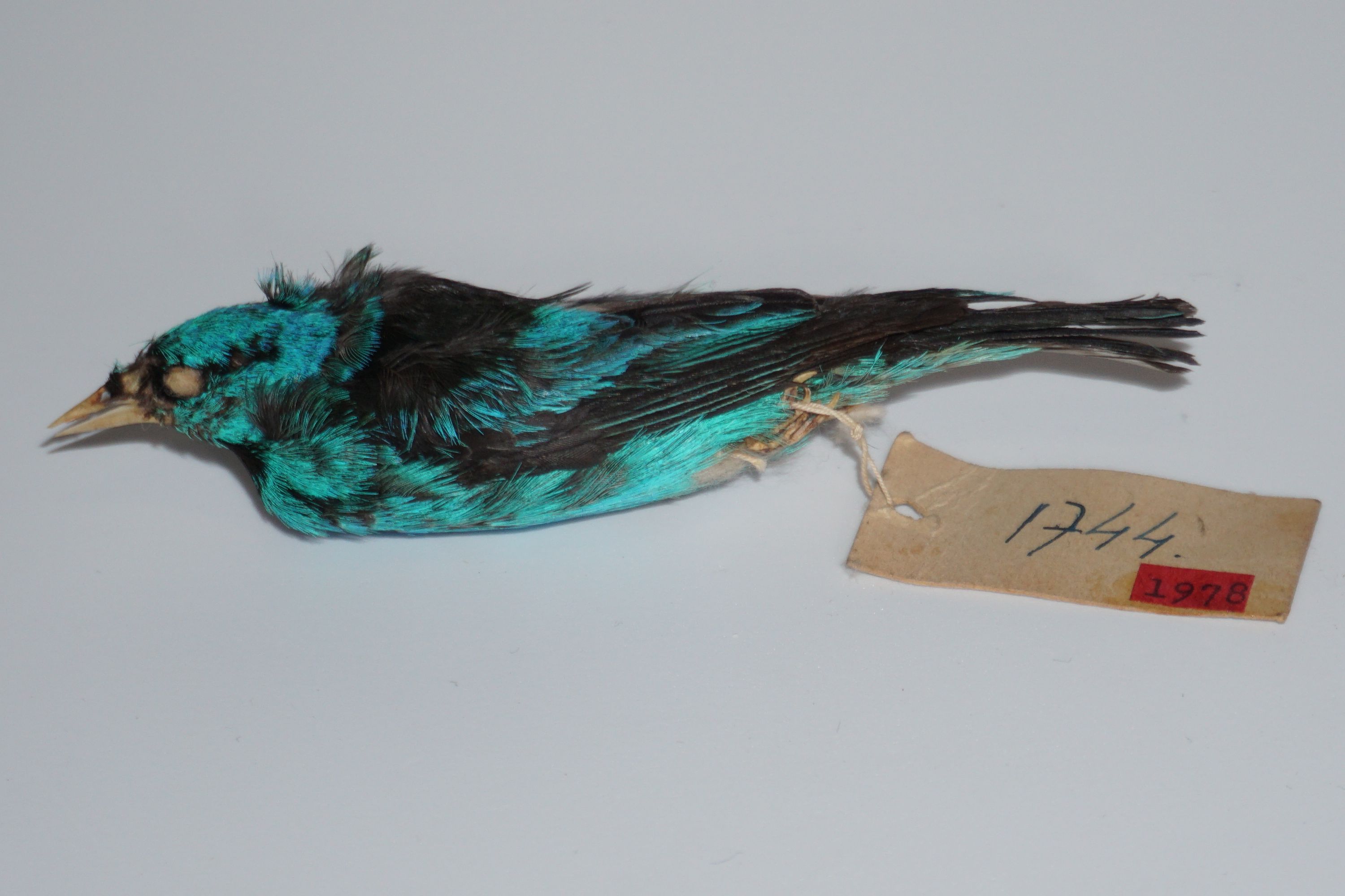 Dacnis albastru