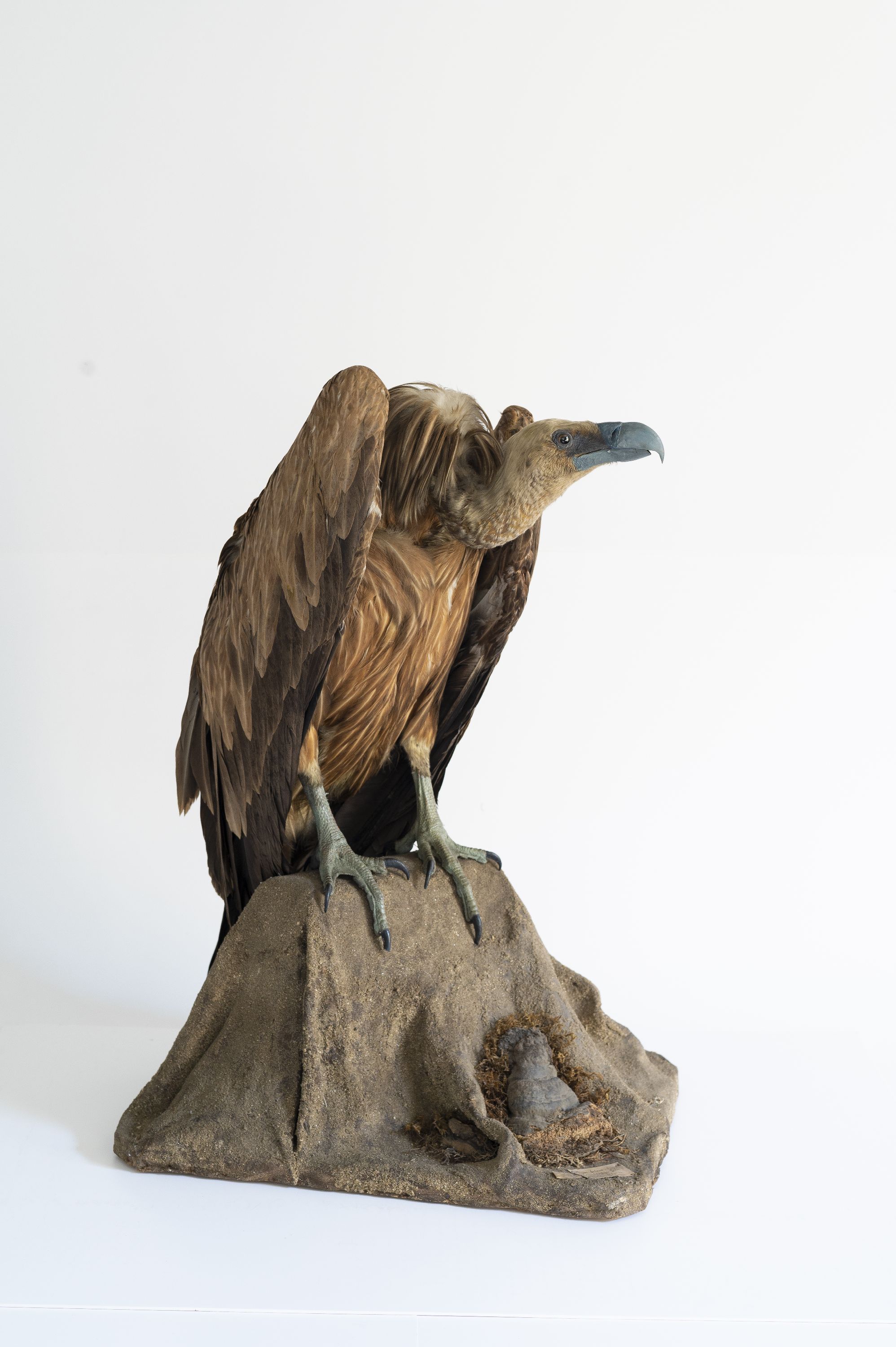 Vulture sur, Vulture griffon