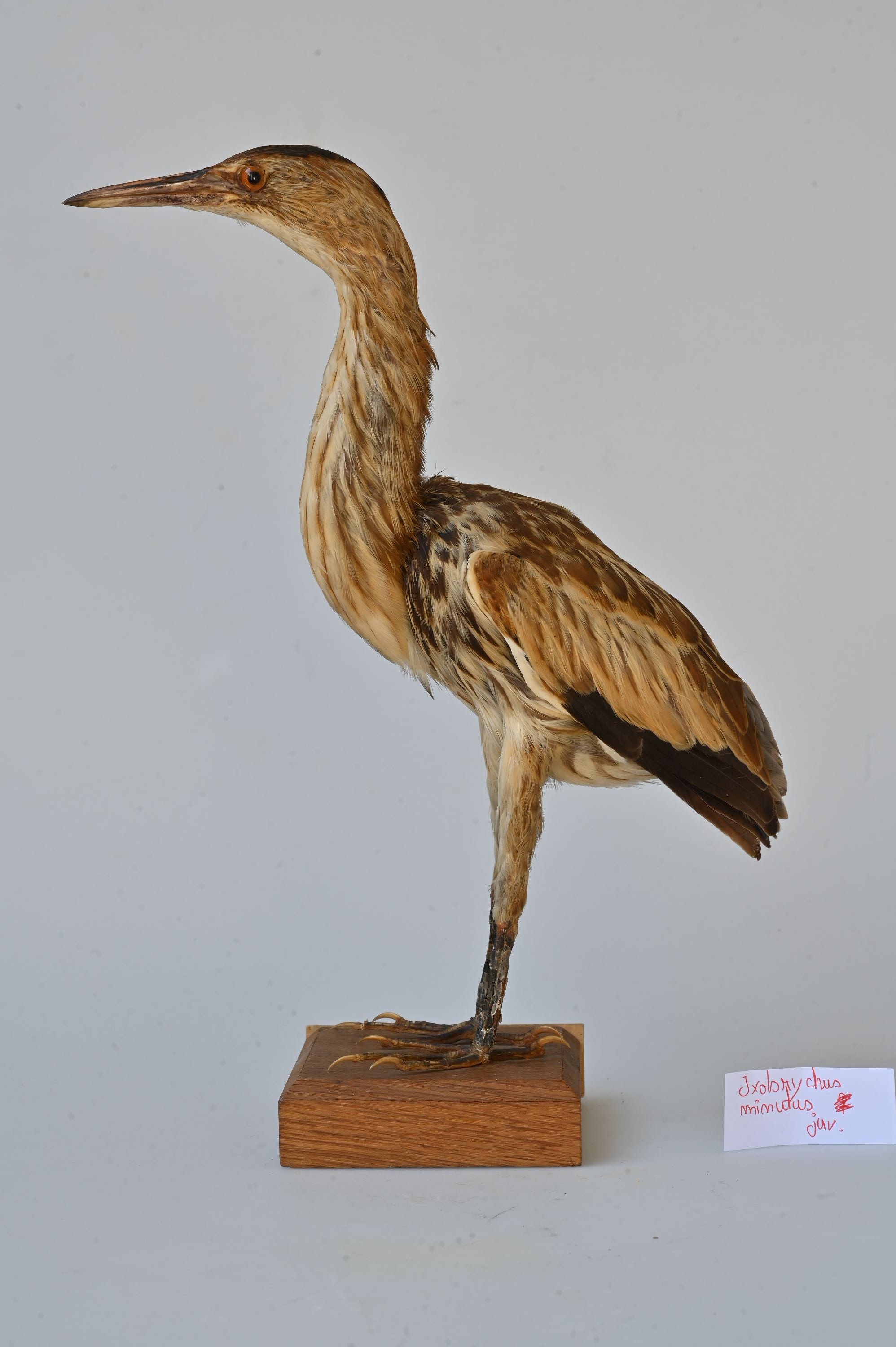Stârc pitic