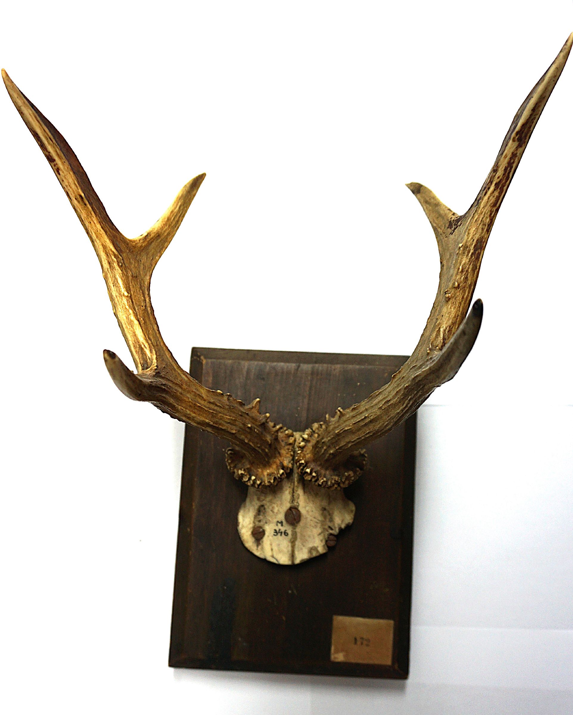 Roebuck trophy on wooden stand
