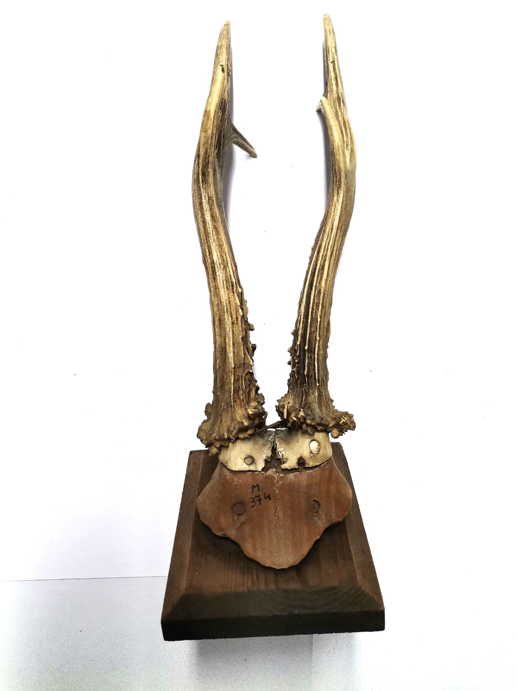 Roebuck trophy on wooden stand