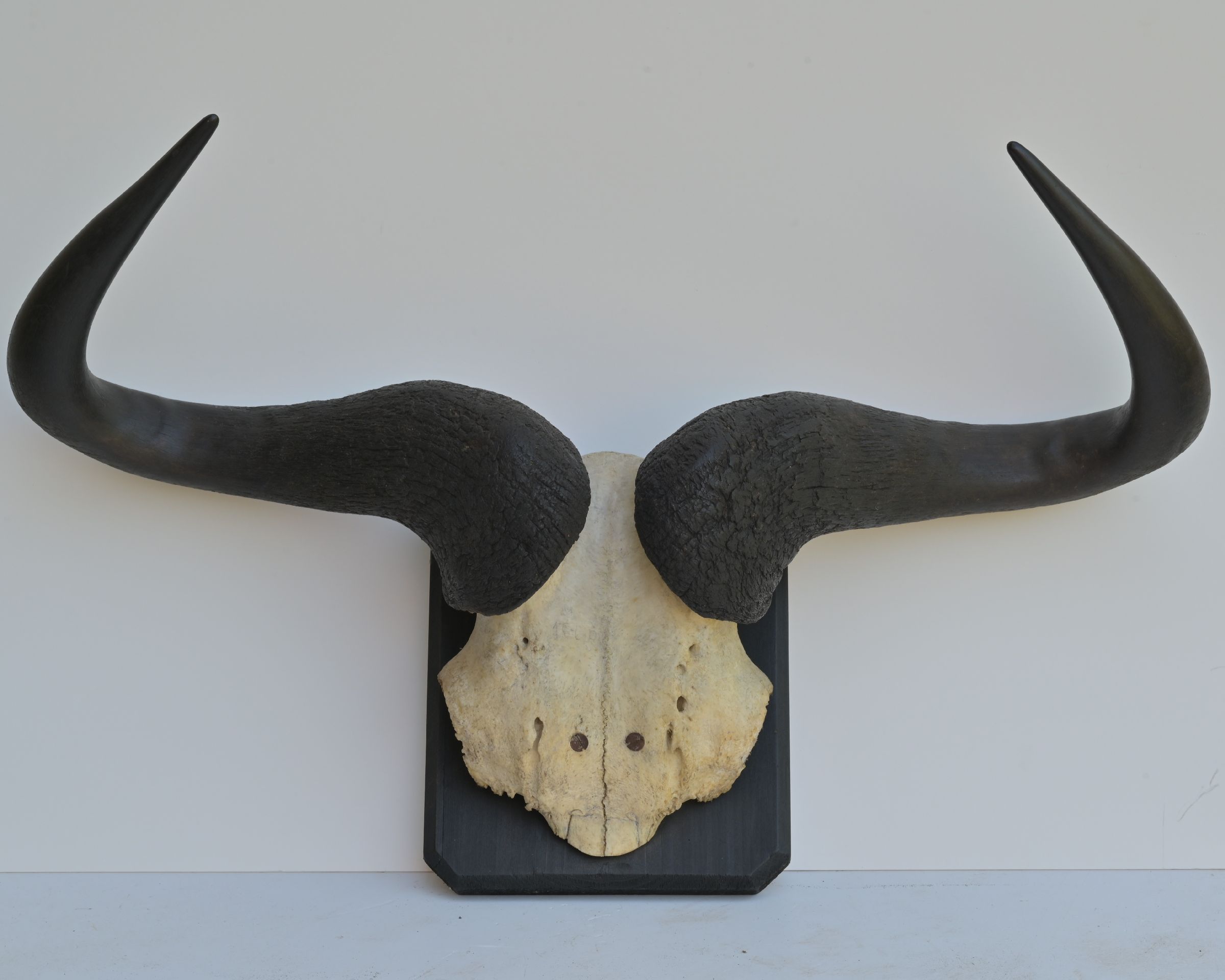 Trofeu de antilopă Gnu pe suport din lemn