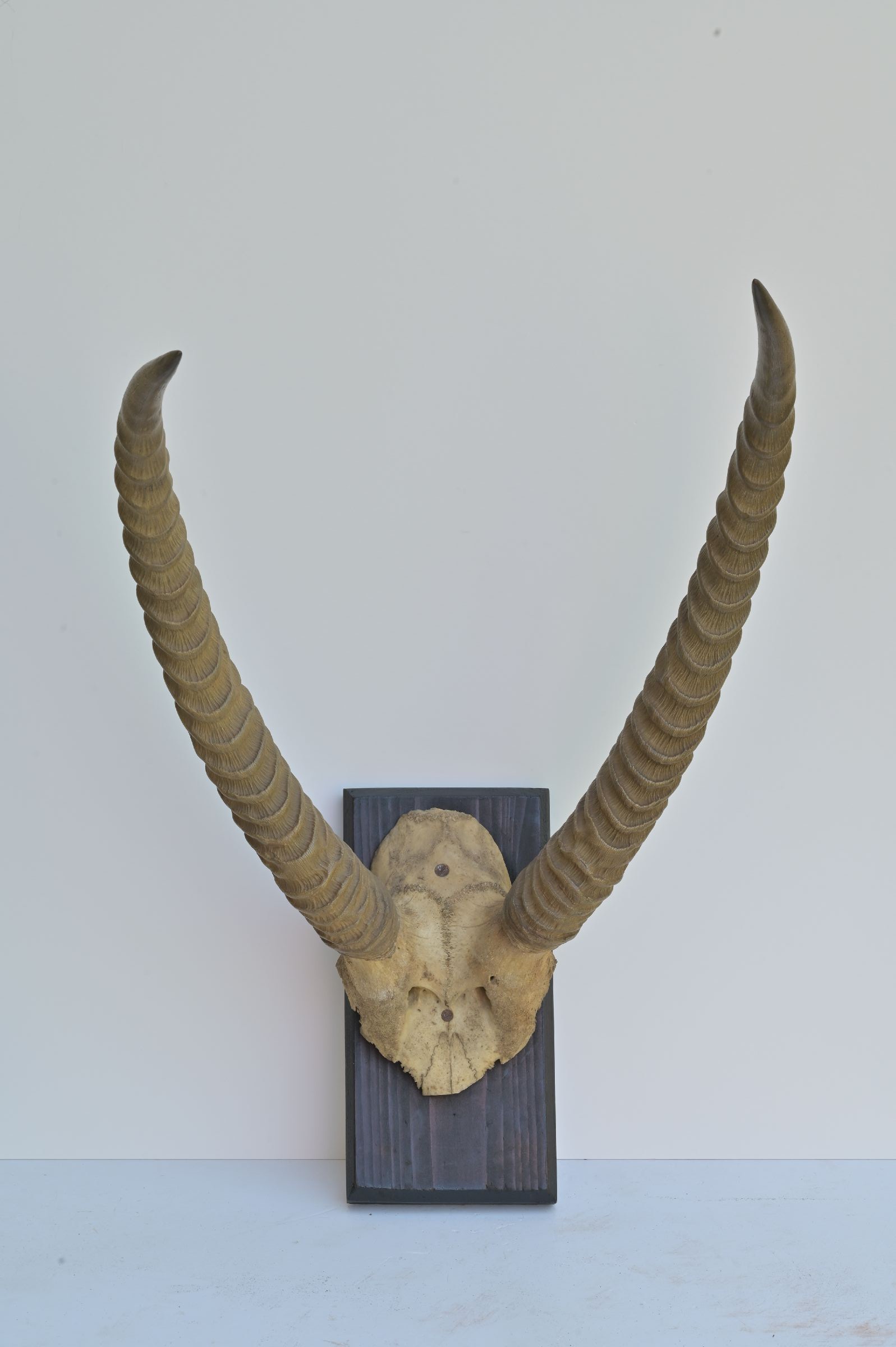 Trofeu de antilopă Kudu pe suport de lemn gravat