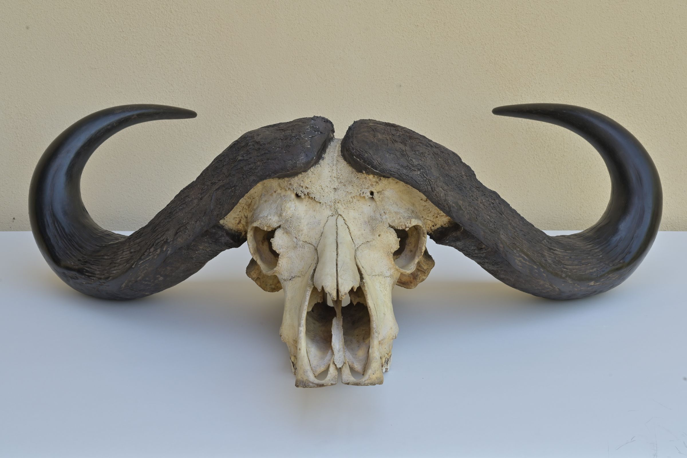 Craniu masiv aparține unui bivol african adult