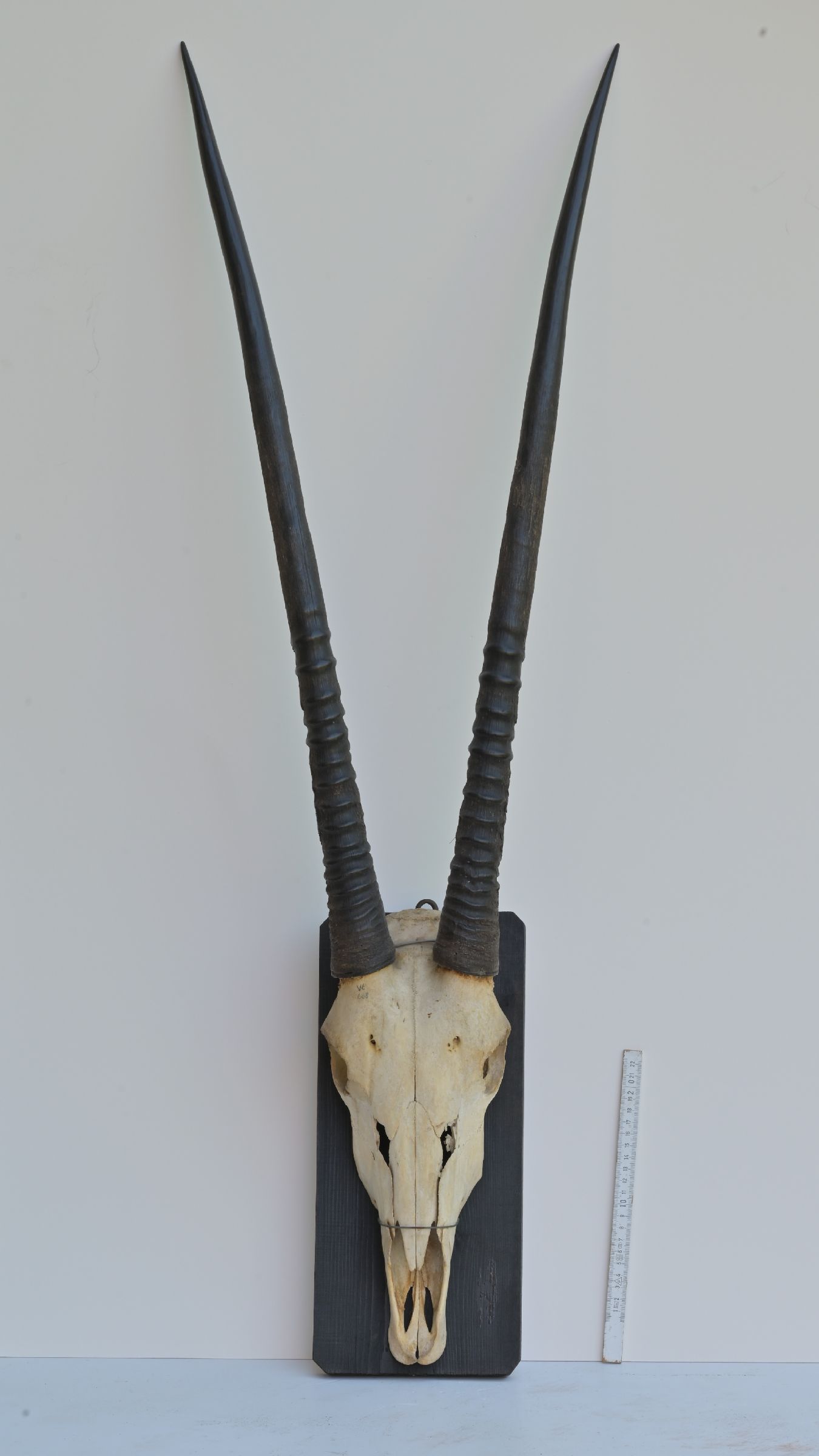 Oryx antelope trophy on wooden stand
