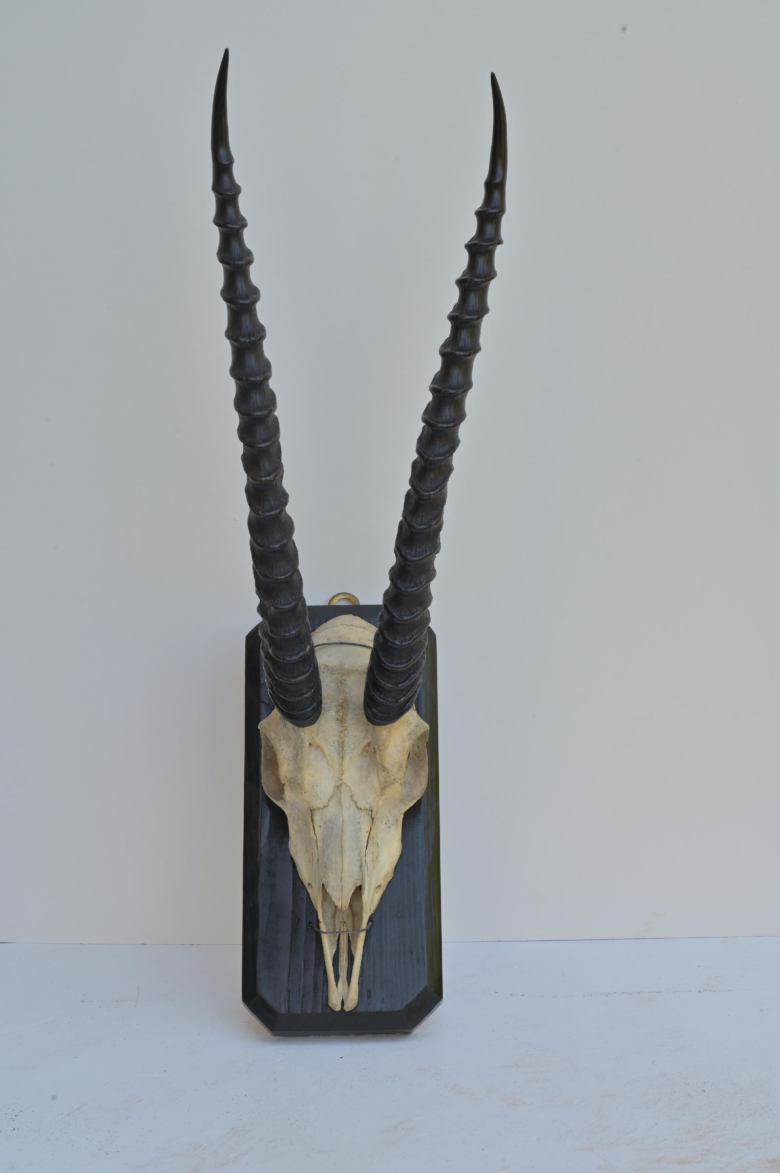 Gazelle trophy on wooden stand