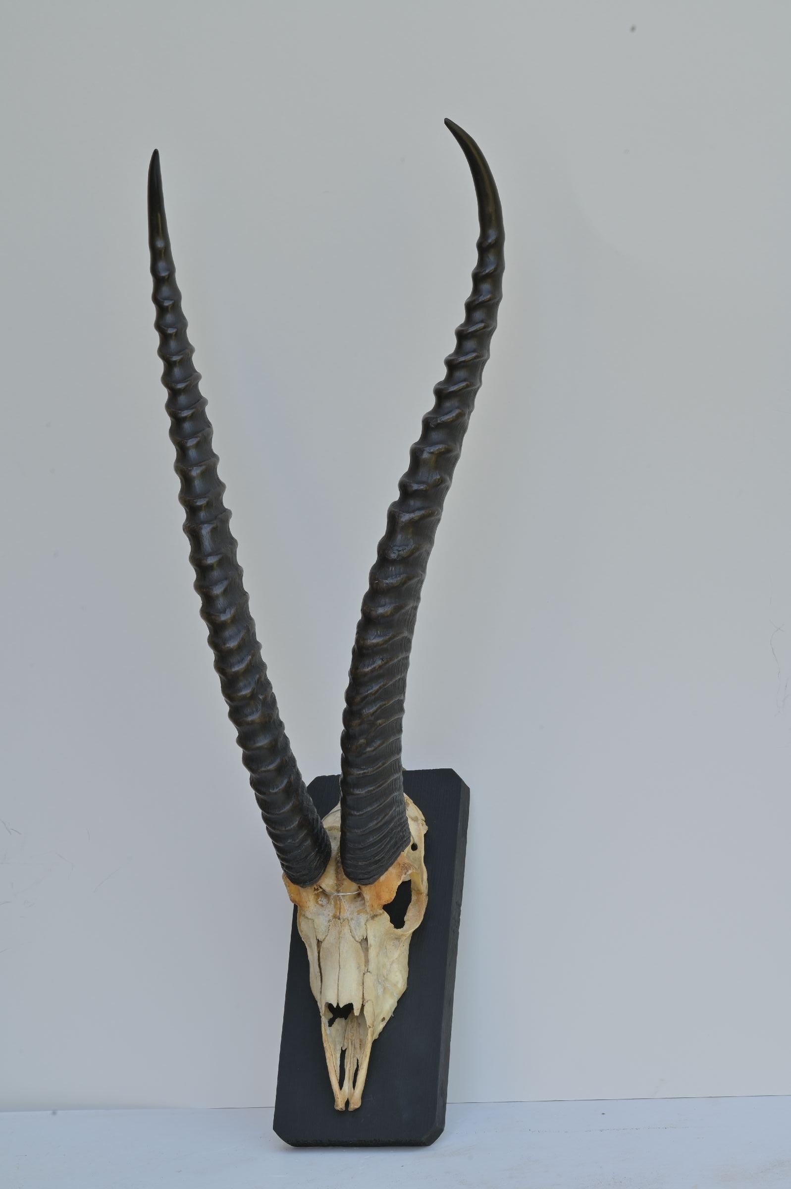 Grant gazelle trophy on wooden stand