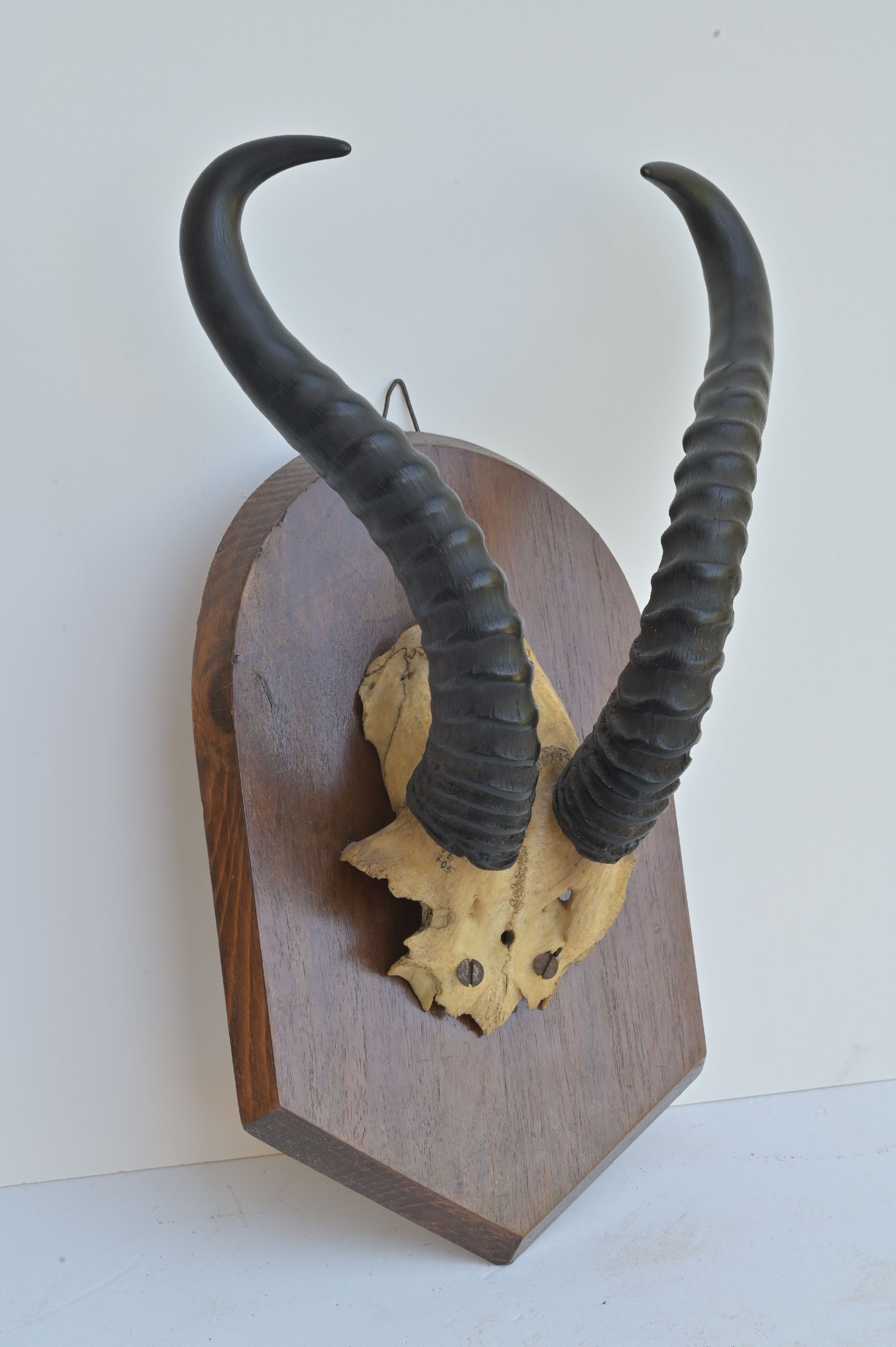 Antelope trophy on wooden stand